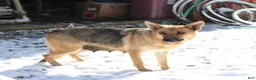 German Shepherd dogs for sale: Lion - Ad 3