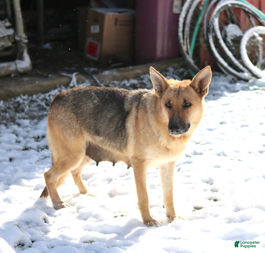German Shepherd dogs for sale: Lion - Ad 3