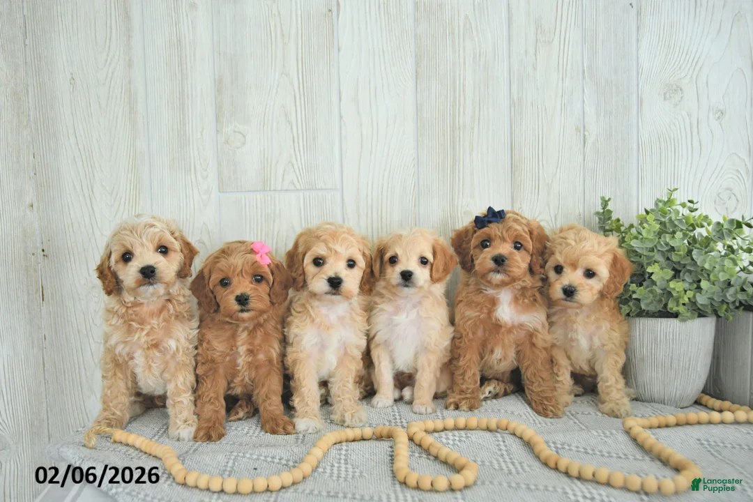 Cockapoo dogs for sale: Brody EXTRA SMALL - Ad 3