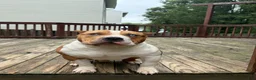American Bully dogs for sale: Champ - Ad 10