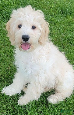 Mini Goldendoodle dogs Finn Male - Ad 2