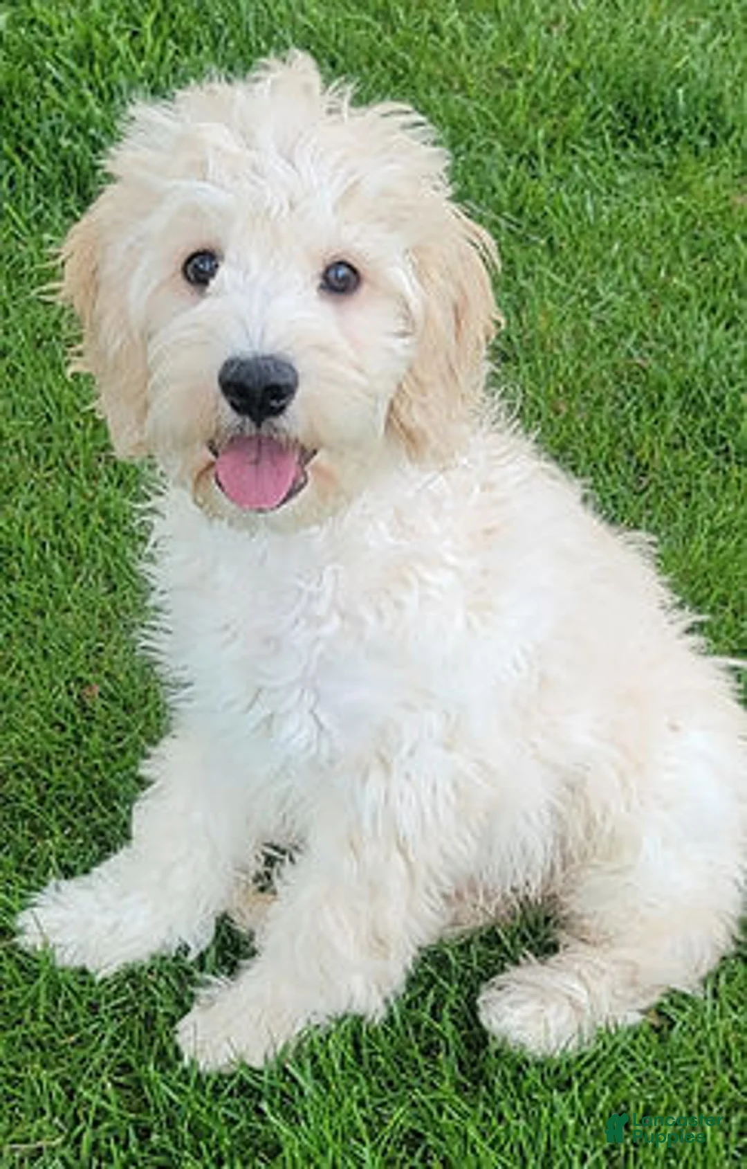 Mini Goldendoodle dogs for sale: Finn Male - Ad 2