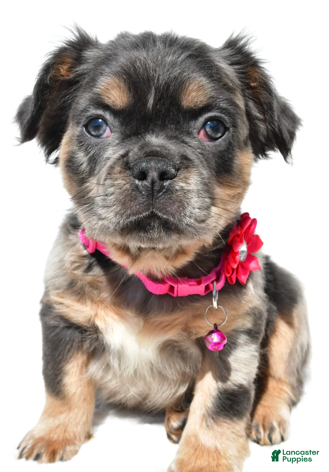 French Bulldog dogs for sale: Norma - Ad 4