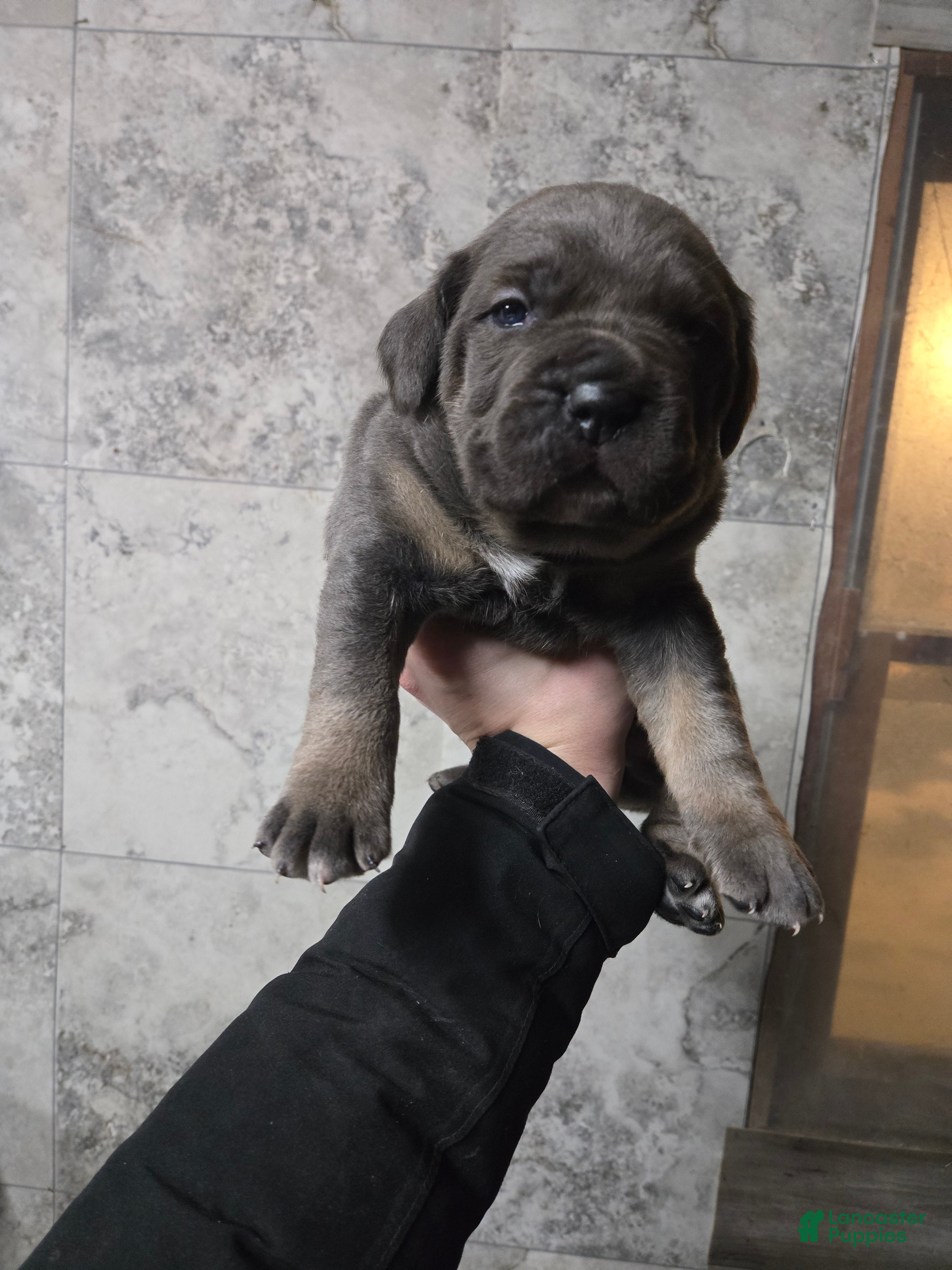 Cane Corso dogs Bowser  - Ad 18