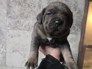 Cane Corso dogs Bowser - Ad 37