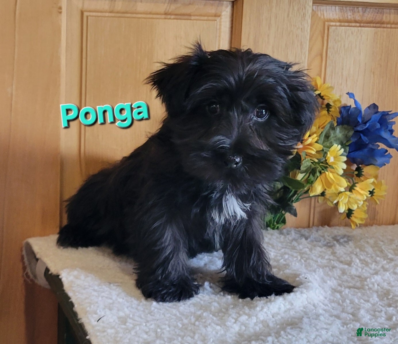 Morkie dogs Ponga - Ad 2