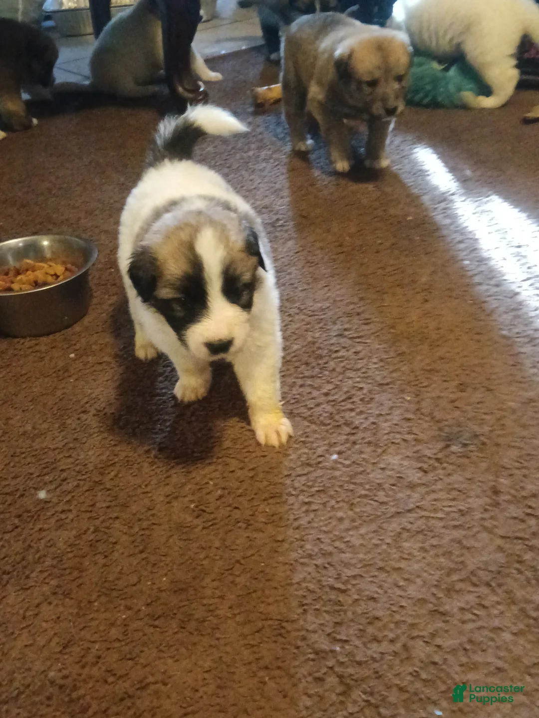 Mixed Breed dogs for sale: Angel  - Ad 6