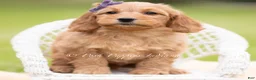 Mini Goldendoodle dogs for sale: Jellybean - Ad 2