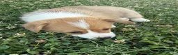 Welsh Corgi Pembroke dogs for sale: Welsh Corgi Pembroke Puppy 2 - Ad 2