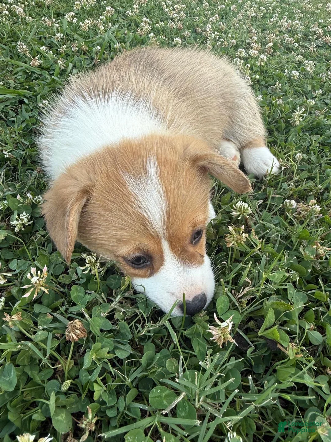 Welsh Corgi Pembroke dogs for sale: Welsh Corgi Pembroke Puppy 2 - Ad 2