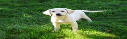 Labrador Retriever dogs for sale: Rosco - Ad 5