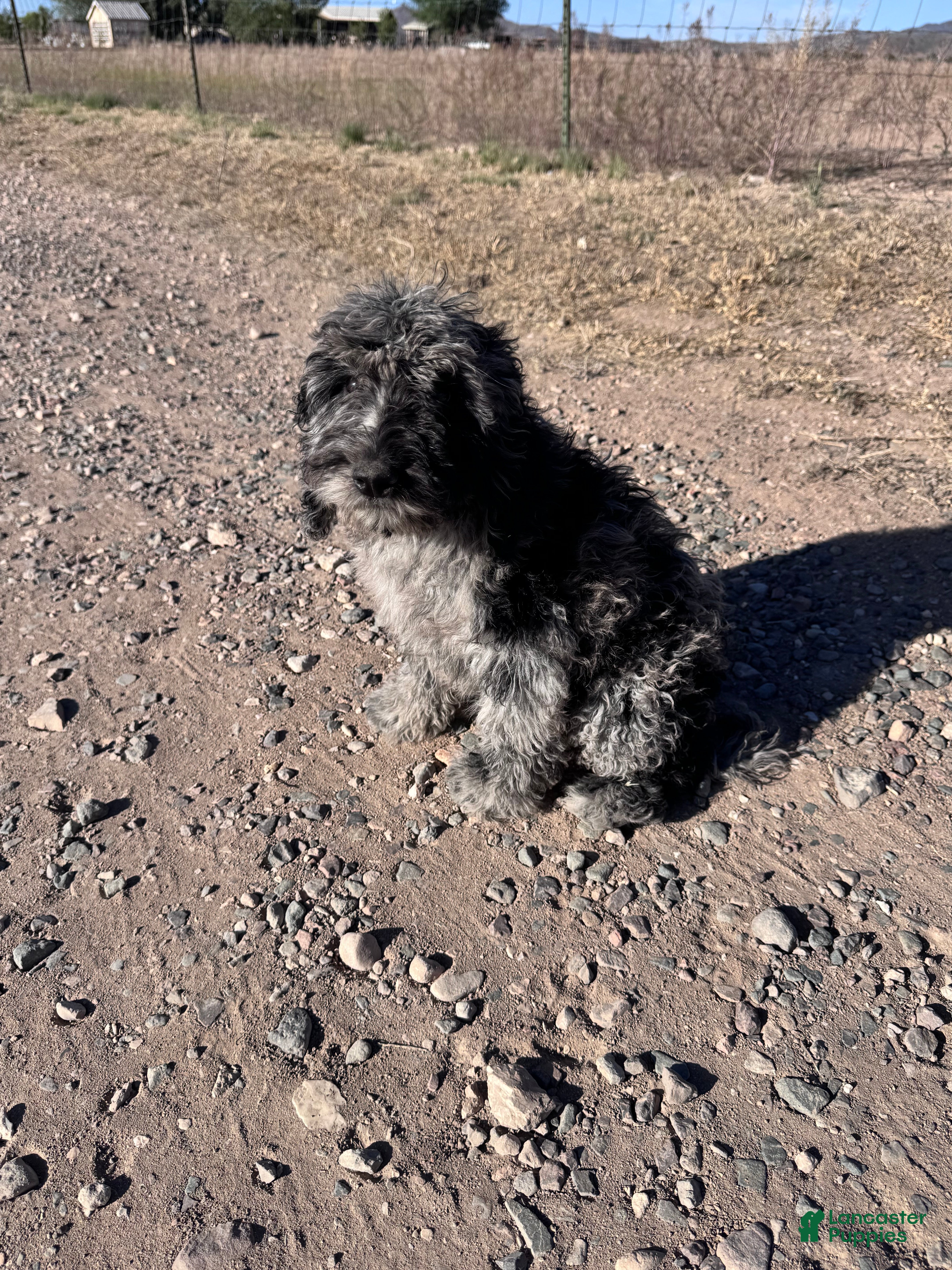 Labradoodle dogs Female Labradoodle Puppy 3 - Ad 2