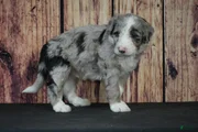 Sheepadoodle Puppy 4