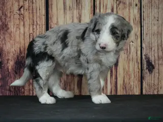 Sheepadoodle dogs Sheepadoodle Puppy 4 - Ad 32