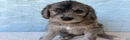 Labradoodle dogs for sale: Labradoodle 1 - Ad 5