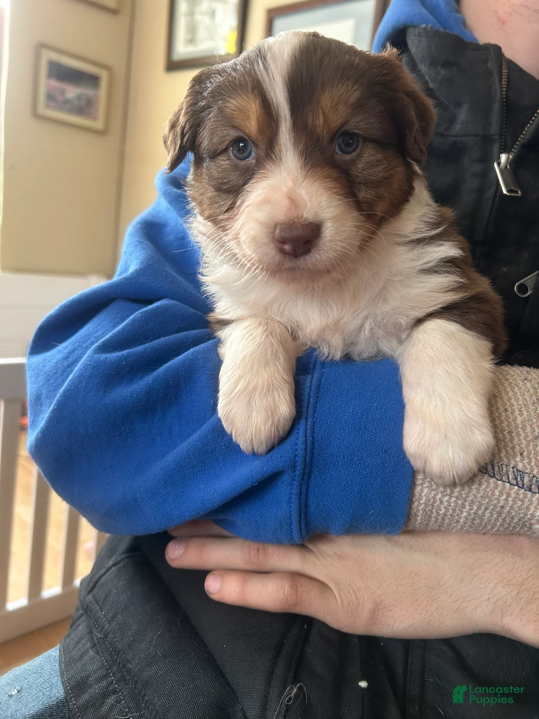 Australian Shepherd dogs for sale: Calamity Jane - Ad 1