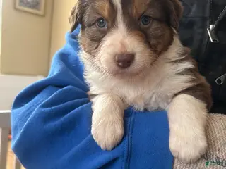 Australian Shepherd dogs Calamity Jane - Ad 18