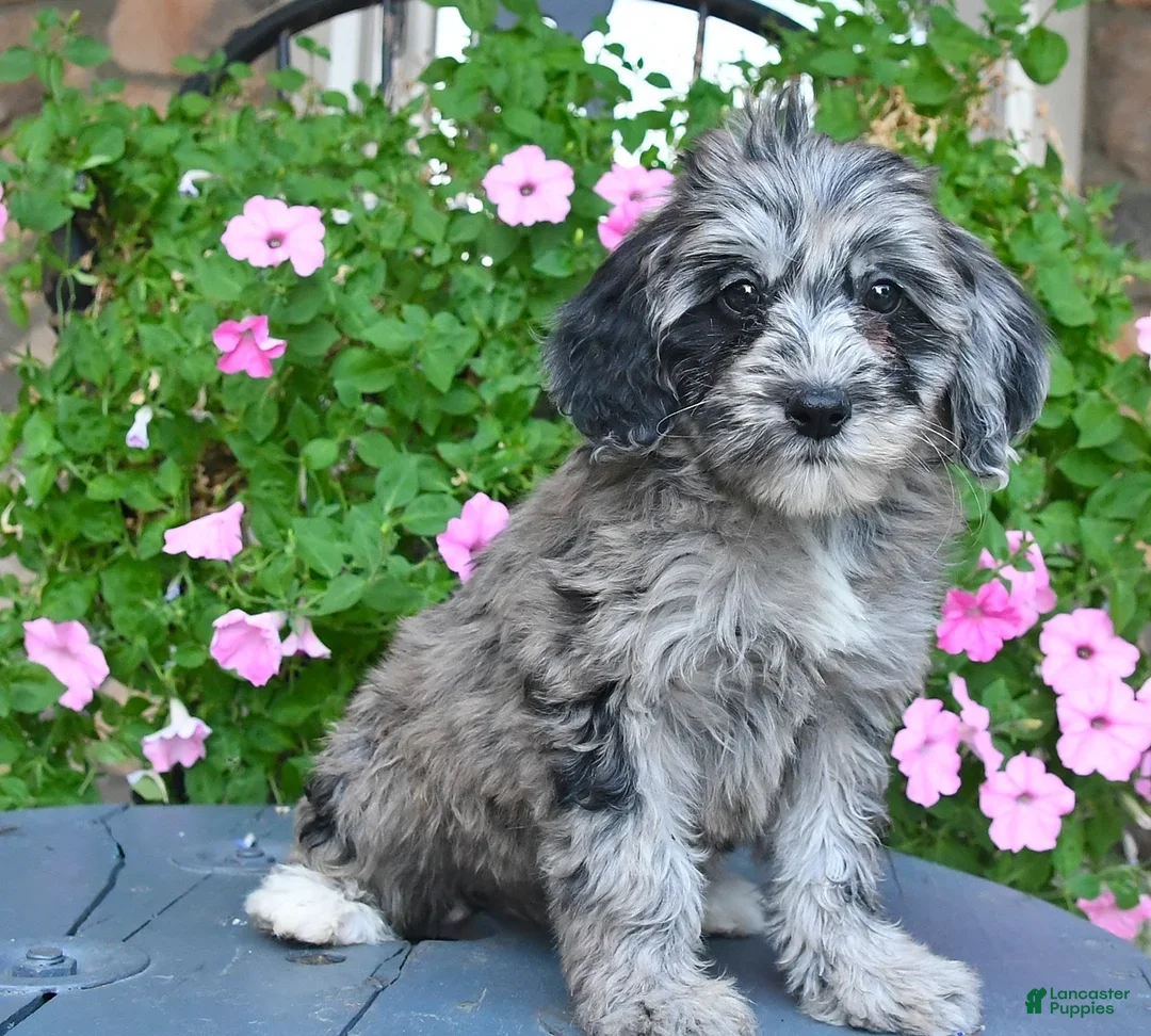 Mixed Breed dogs Patches - Ad 2