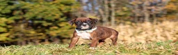 Boxer dogs for sale: Maverick - Ad 4