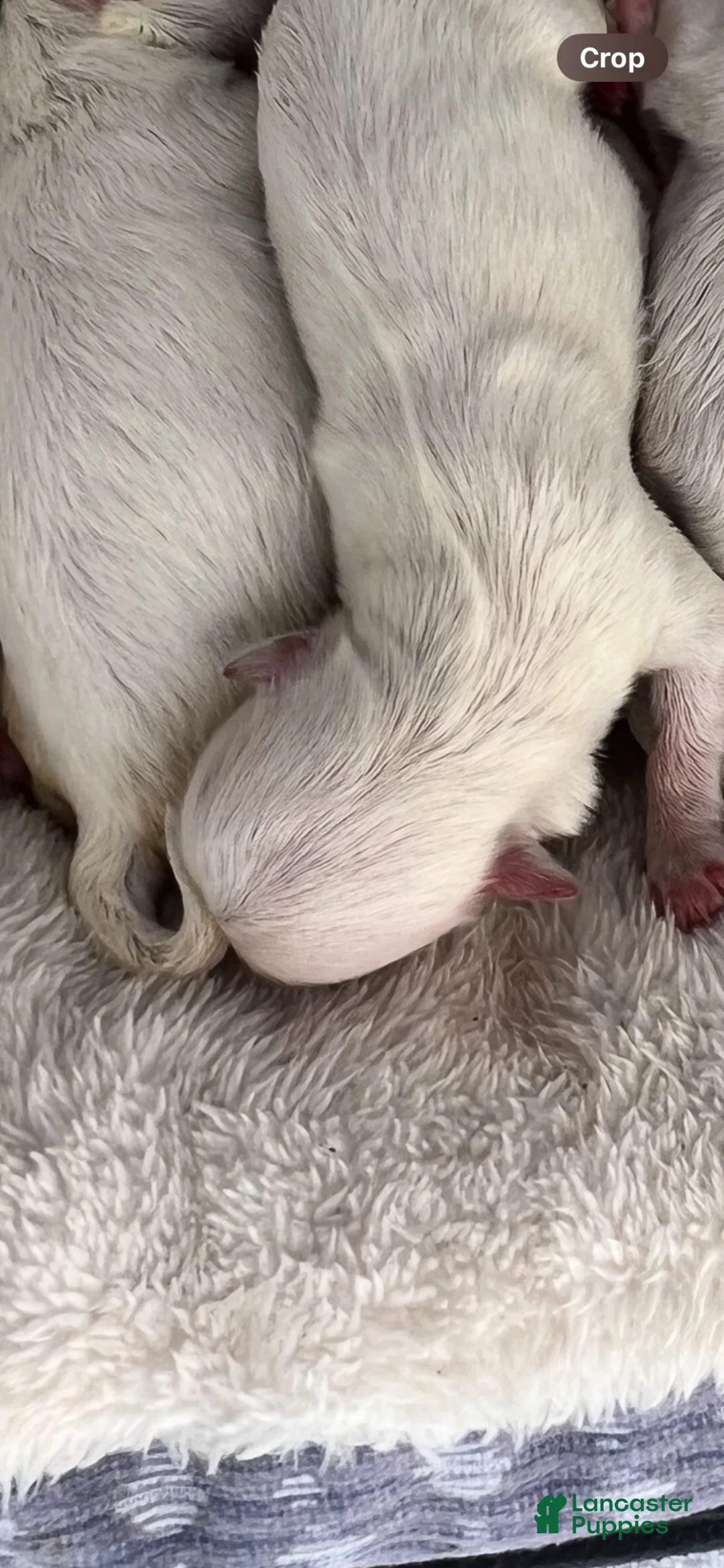 Maltese dogs for sale: Cookie - Ad 2
