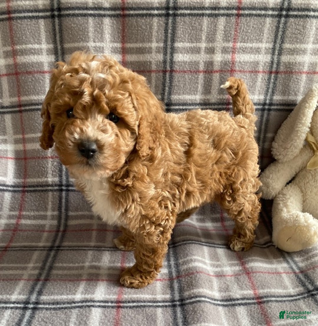 Miniature Poodle dogs for sale: Rocky - Ad 2