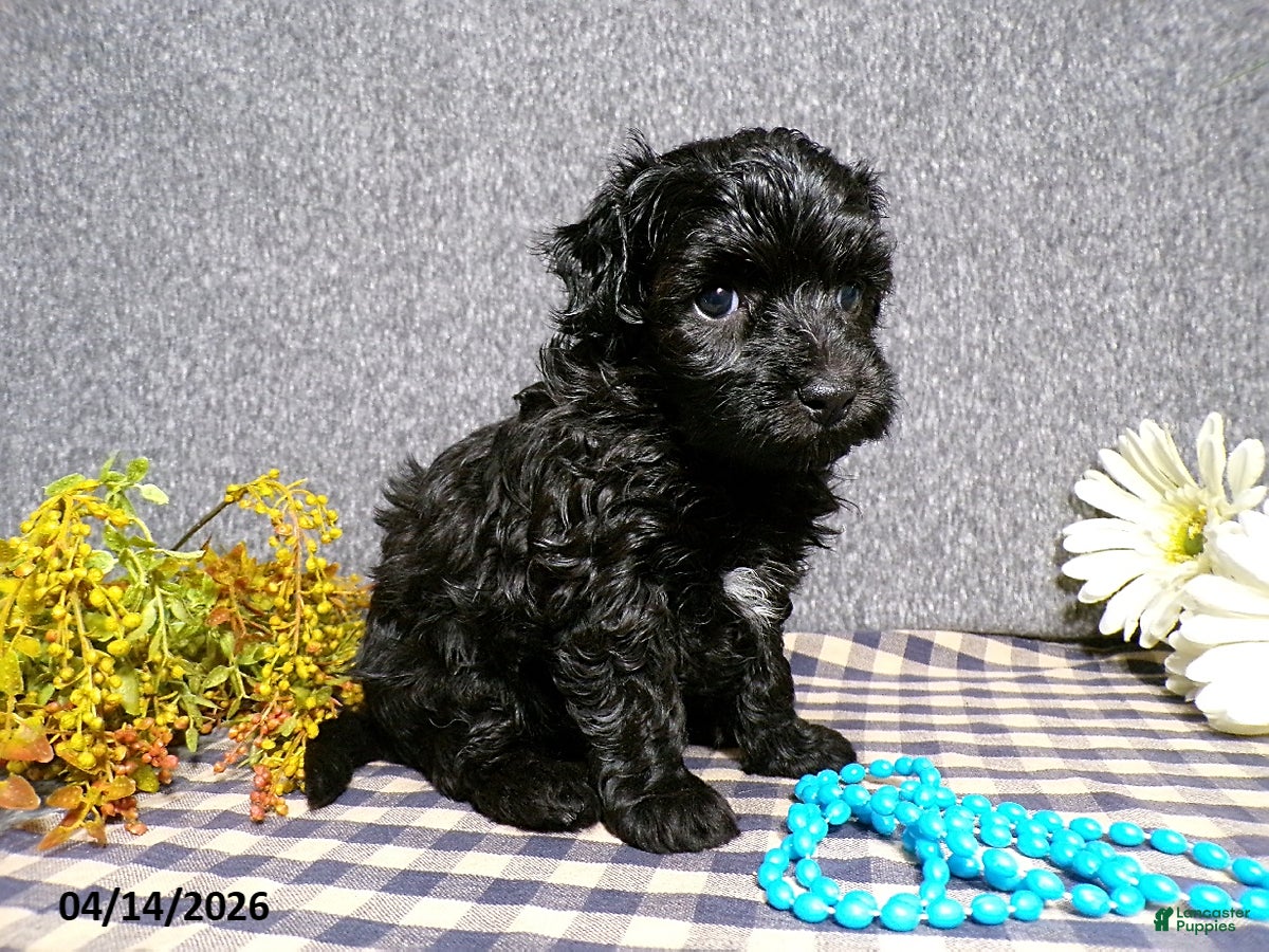 Havapoo dogs Benji - Ad 2