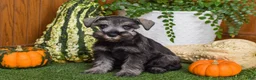 Miniature Schnauzer dogs for sale: Montana - Ad 4