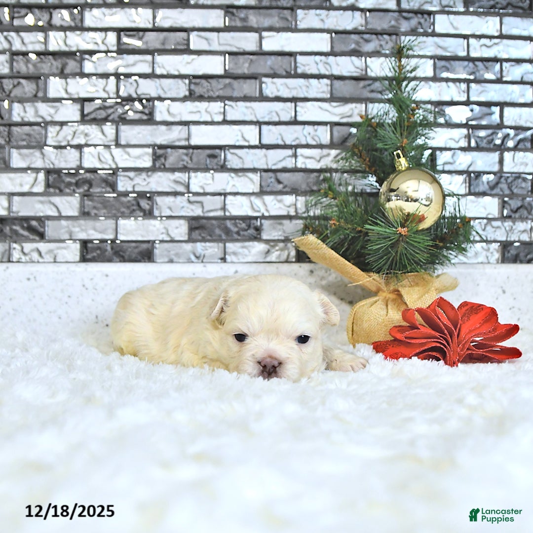 French Bulldog dogs for sale: Lola - Ad 2