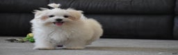 Maltese dogs for sale: Finley - Ad 13