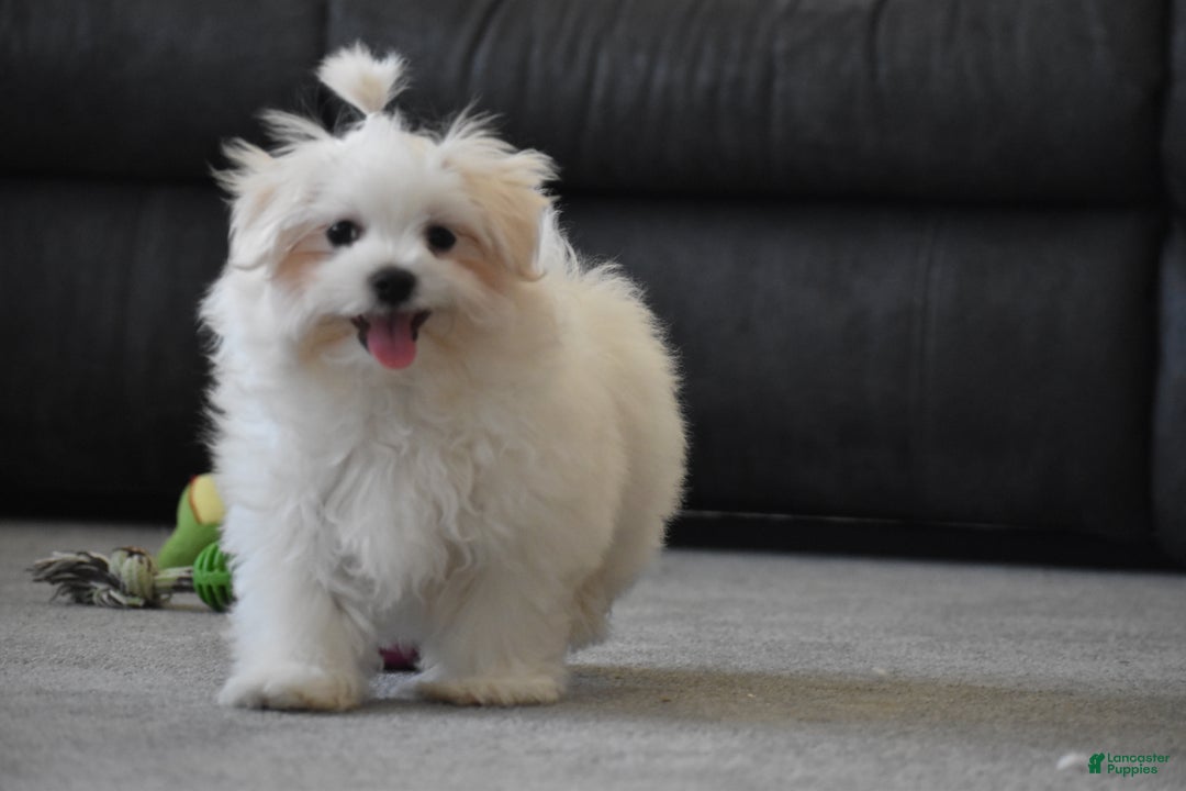 Maltese dogs for sale: Finley - Ad 13