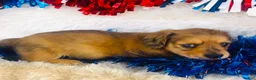Miniature Dachshund dogs for sale: Whiskey (Longhair) - Ad 4