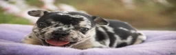 French Bulldog dogs for sale: Bella French Bulldog  - Ad 4