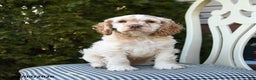 Cocker Spaniel dogs for sale: Casper - Ad 1