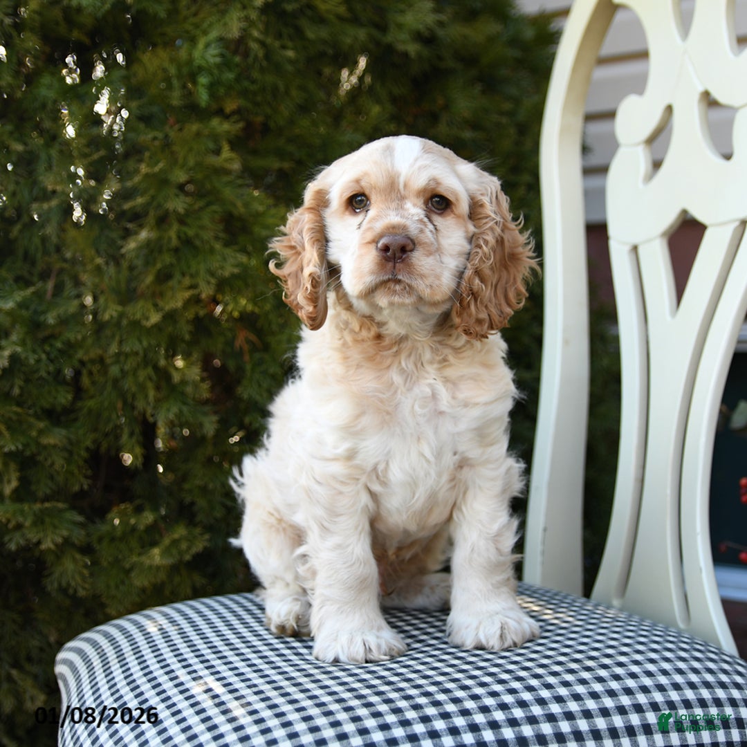 Cocker Spaniel dogs for sale: Casper - Ad 1