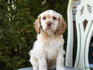 Cocker Spaniel dogs for sale: Casper - Ad 1