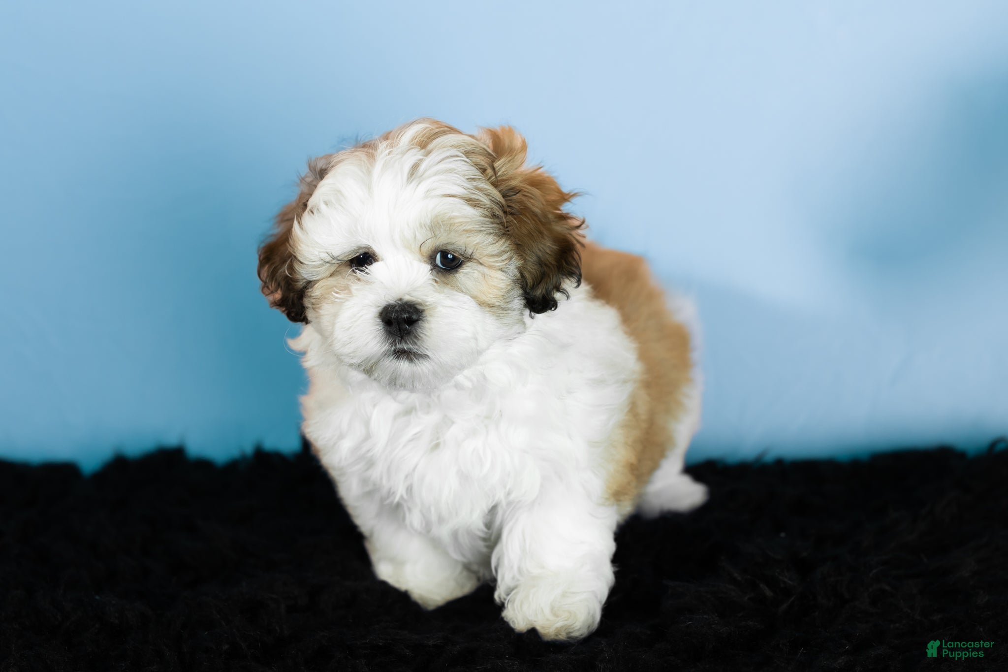 Teddy Bear dogs milo - Ad 8