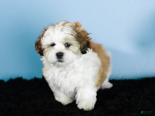 Teddy Bear dogs milo - Ad 13