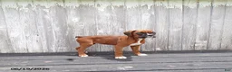 Boxer dogs for sale: Cherry - Ad 1