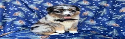 Miniature Australian Shepherd dogs for sale: Taco - Ad 3