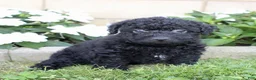 Yorkiepoo dogs for sale: Snickers - Ad 5