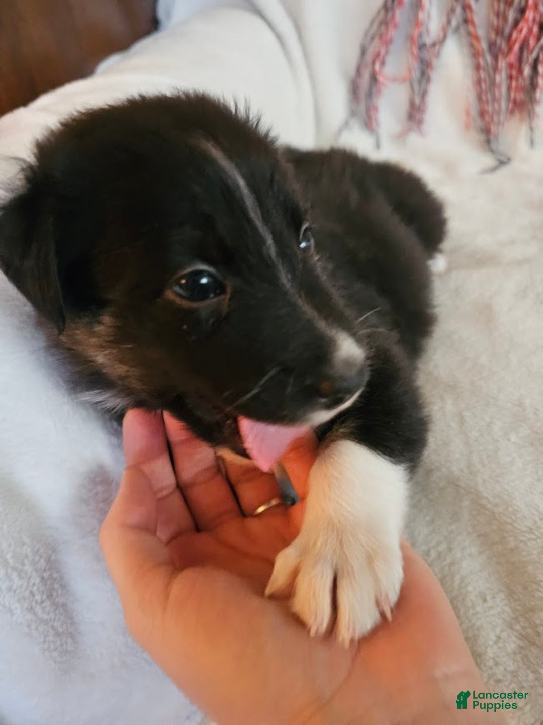 Australian Shepherd dogs for sale: Moony - Ad 2