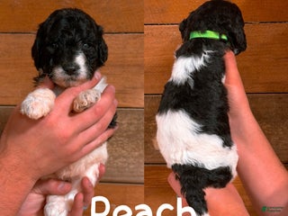 Saint Berdoodles dogs - Ad 19