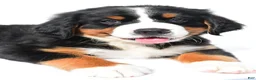 Bernese Mountain Dog dogs for sale: Paige - Ad 5