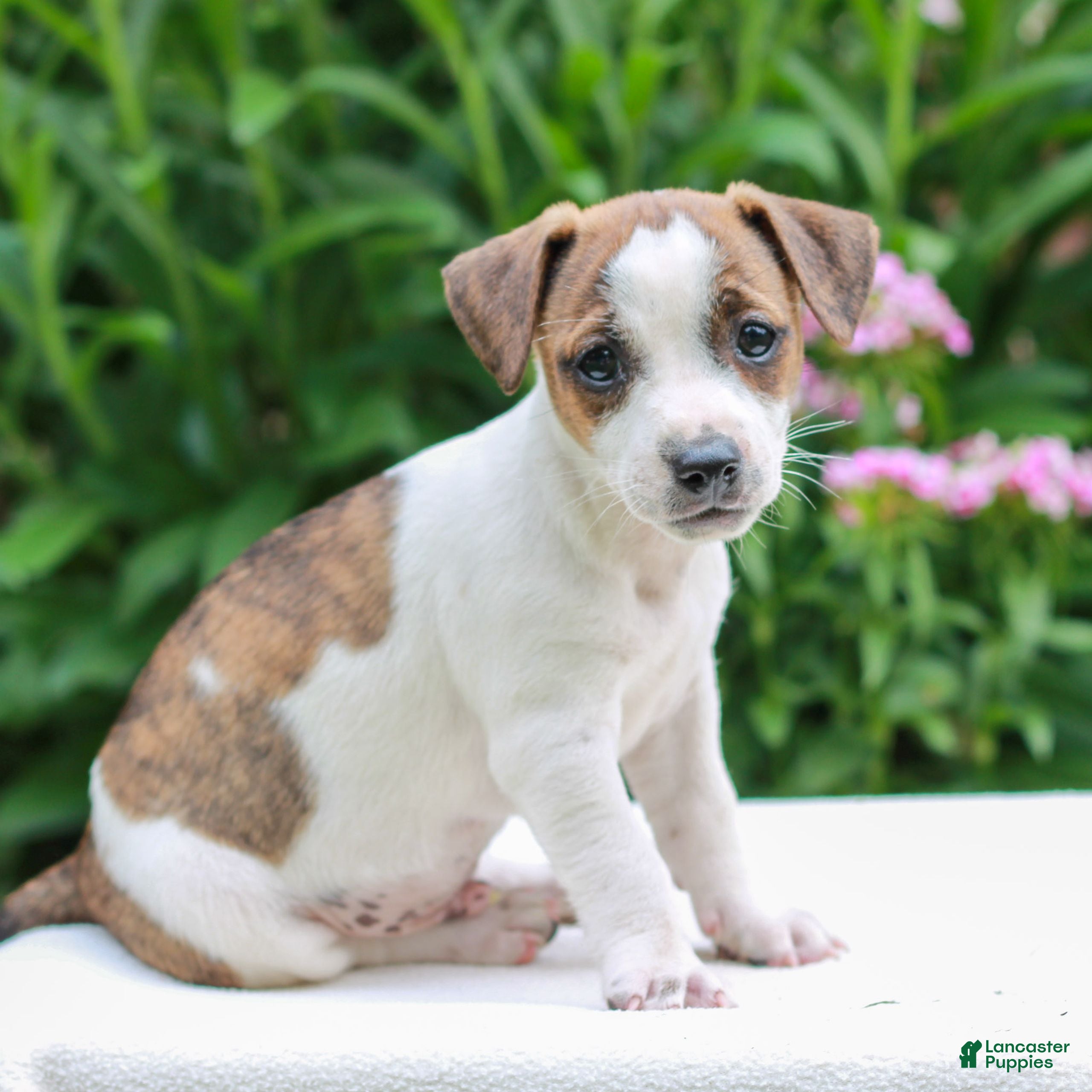 Mixed Breed dogs Jeff  - Ad 2