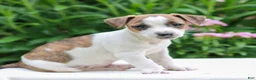 Mixed Breed dogs for sale: Jeff  - Ad 2