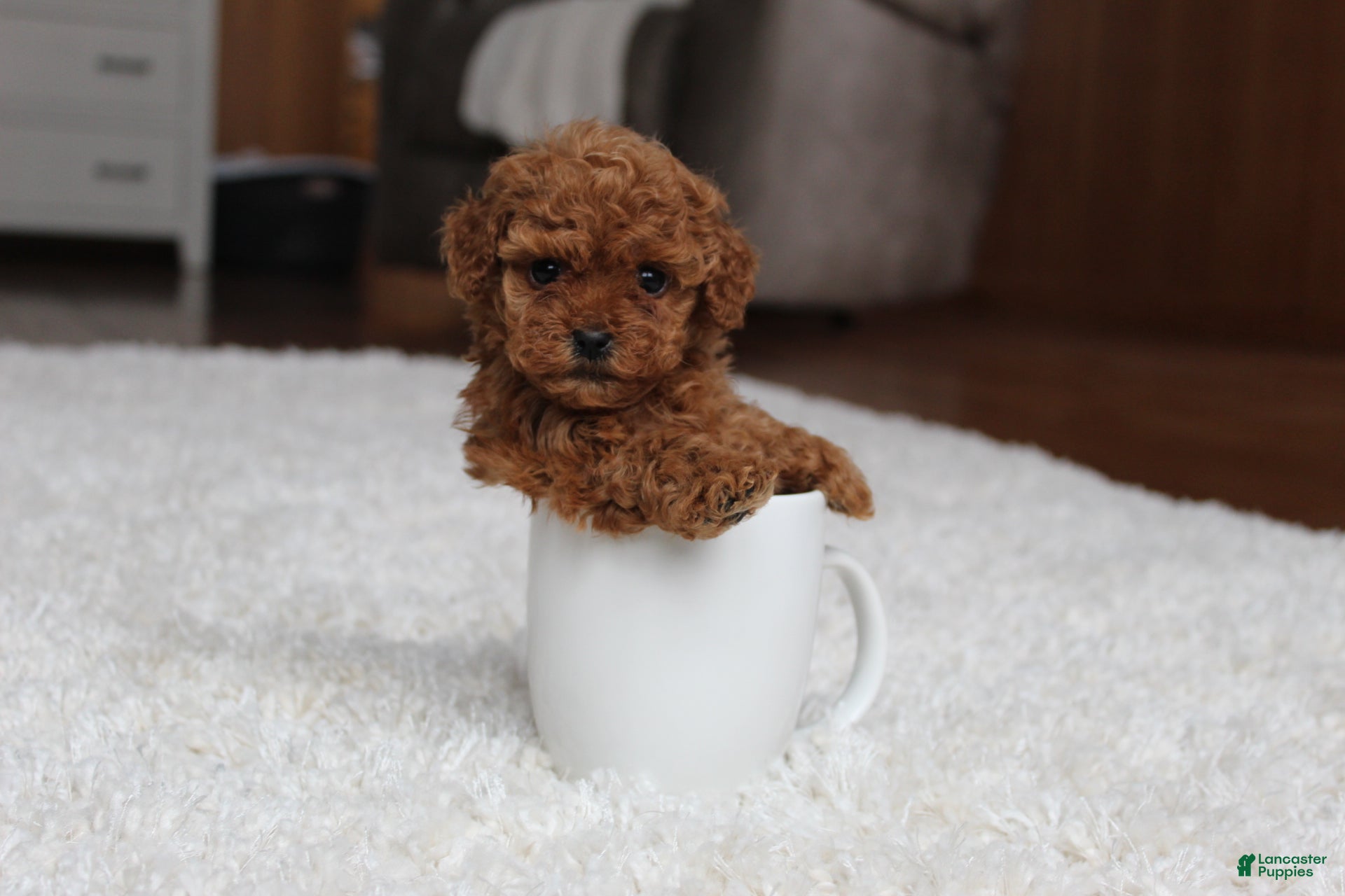 Toy Poodle dogs Teacup Aubrey - Ad 10