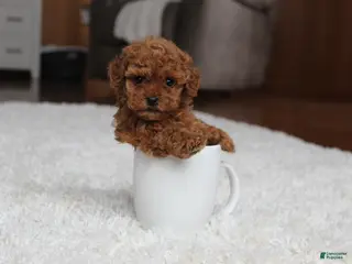Toy Poodle dogs Teacup Aubrey - Ad 10