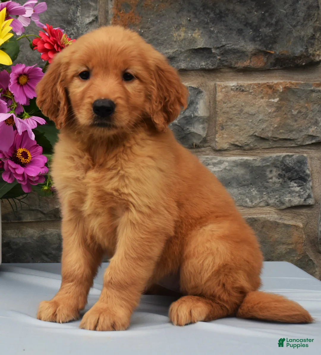 Golden Retriever dogs for sale: Shelly - Ad 1