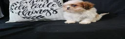 Shih Tzu dogs for sale: Buddy - Ad 6