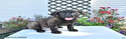 Golden Shepherd dogs for sale: Rebel - Ad 4